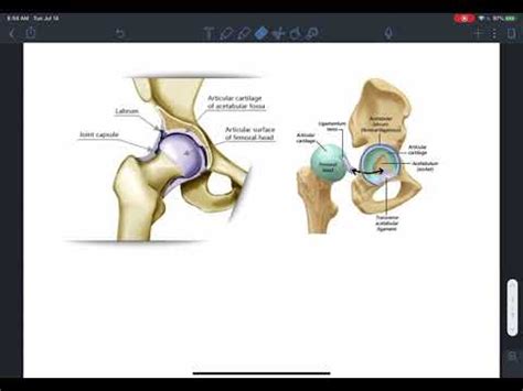 Why might both FABER and FADIR test positive for FAI (femoroacetabular impingement)? - YouTube