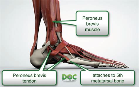 The Best 19 Fibularis Brevis Muscle Pain - Nidosit