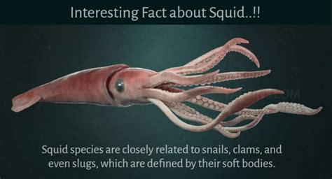 28 interesting facts about Giant Squids – Factins