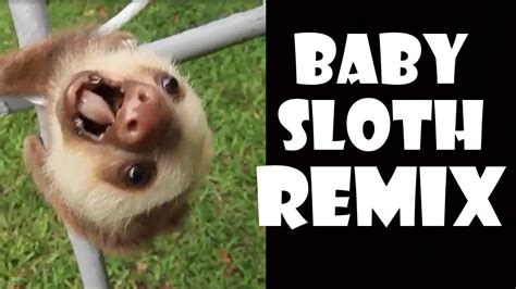 Screaming Baby Sloth - Remix Compilation - YouTube