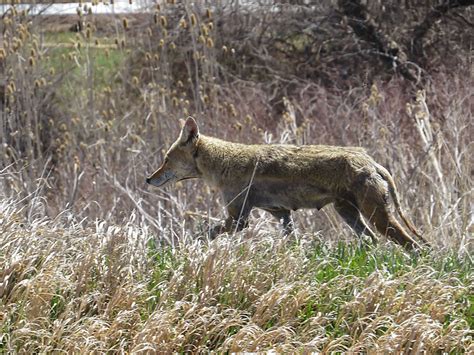 Female Coyote with Mange at Metzter Farm Open Space, Color… | Flickr
