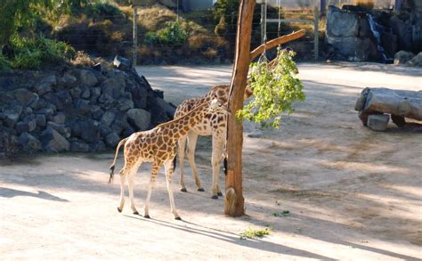 Africa | Auckland Zoo