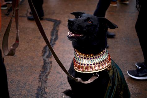 Photos from the Halloween Dog Parade, a Stunning Parade of Dogs - Broadly