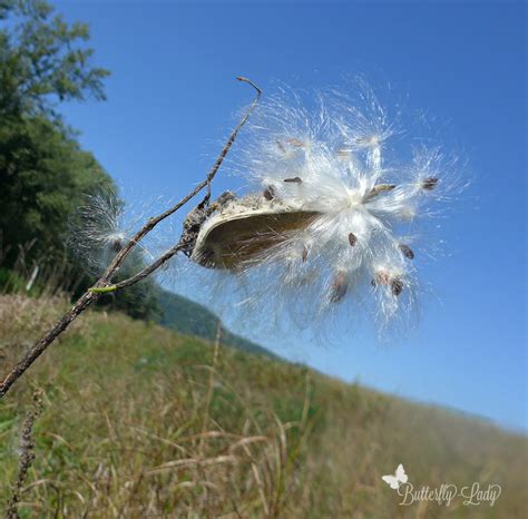 Three Ways to Sow Native Milkweed Seeds – Butterfly Lady