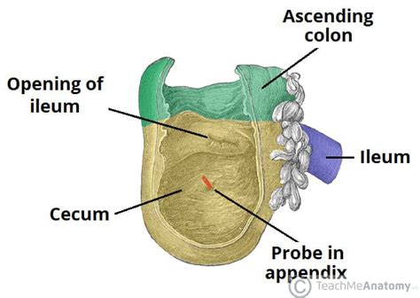 The Cecum and Appendix - Position - Vasculature - TeachMeAnatomy