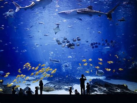 The World's Largest Aquarium