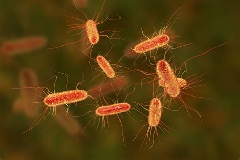 Escherichia coli (E. coli): o que é, sintomas e tratamento - Minha Vida