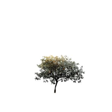 Lonely Tree In Meadow Nature Scenery, Beautiful, Blue, Calm PNG Transparent Image and Clipart ...