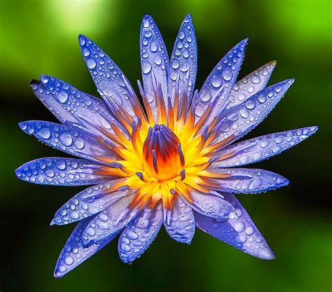 Nymphaea caerulea, also known as the Blue Egyptian water lily or sacred ...