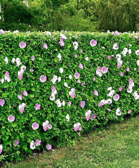 Mixed Hibiscus Hedge product photo #hibiscustree | Arbustos floridos, Belos jardins, Jardinagem