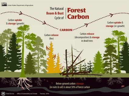 Carbon | US Forest Service