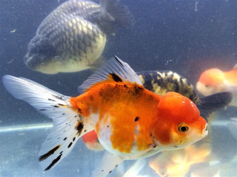 Tri Color Oranda Goldfish www.rivergardennursery.com | Oranda goldfish, Goldfish, Fish pet