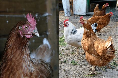 What Is the Difference Between ISA Brown and Hyline Chickens? - Farmpertise