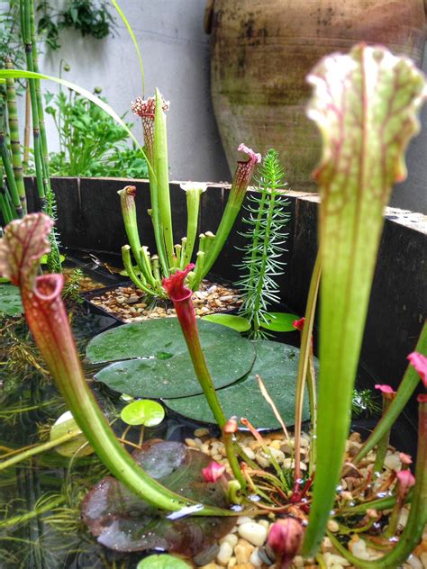 Pitcher Plant Care Outdoors | butterfly-summer