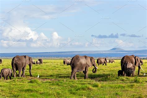 Elephants herd on African savanna | High-Quality Animal Stock Photos ~ Creative Market