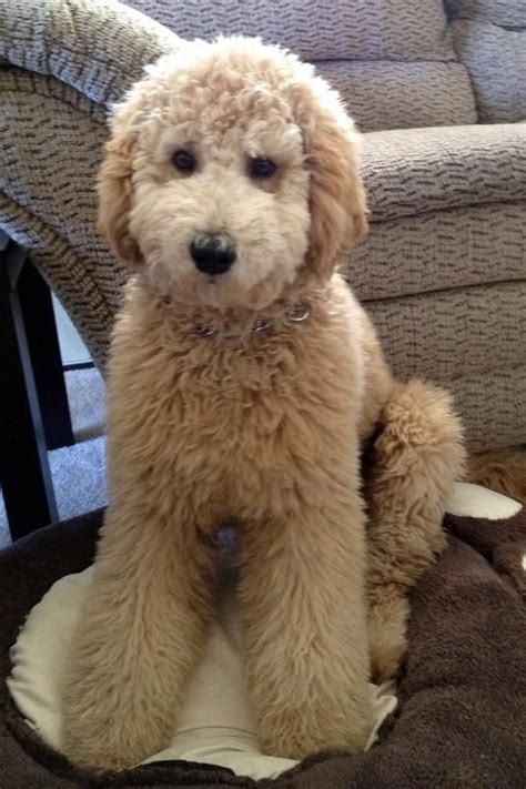 What a cutie!! from Music City Goldendoodles Goldendoodle Haircuts ...