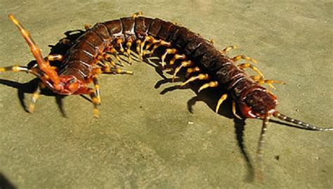 Amazonian giant centipede (scolopendra gigantea) | Always Learning!