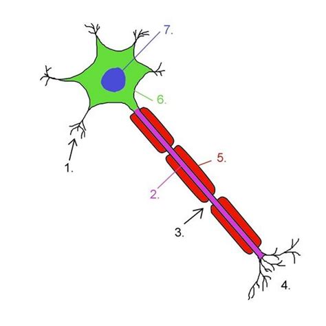 Nerve Cell Diagram Labeled 2019 | 101 Diagrams