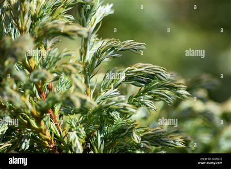 Lawson's cypress, background Stock Photo - Alamy