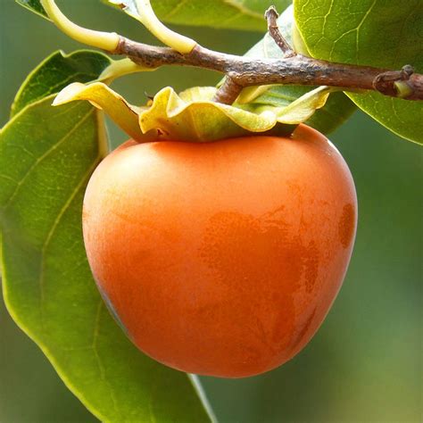 Hachiya Persimmon Tree: Diospyros kaki, Divine Fruit, Asian Persimmon ...