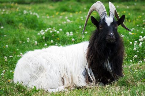 5 Goat Breeds You May Not Be Familiar With - Farm Flavor