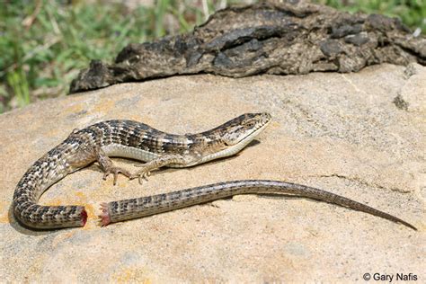 The Travelling Taxonomist - scienceyoucanlove: Lizard Behavior - Tail...