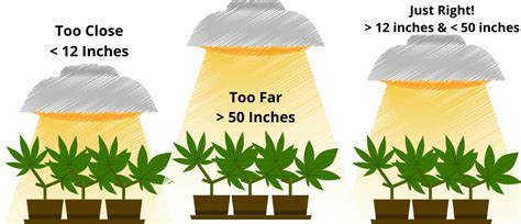 Increase Bud Production With the PERFECT Grow Light Height - 10Buds