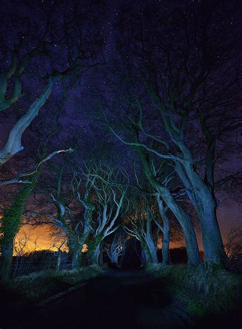 The Dark Hedges at night by dandystefanik on 500px | Northern Ireland ...