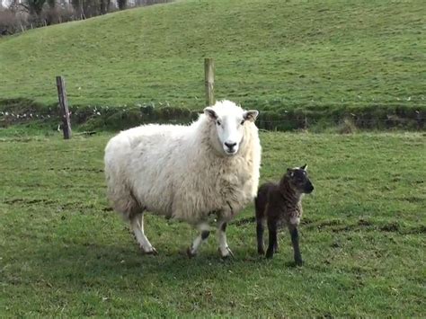 Rare goat-sheep 'geep' born on Irish farm | The Independent | The Independent