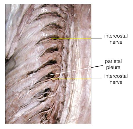 Intercostal Nerve Anatomy