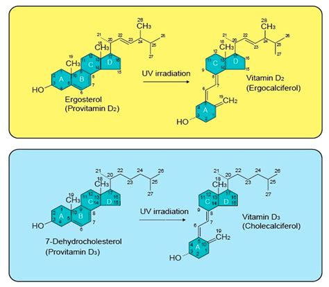 IJMS | Free Full-Text | A Narrative Role of Vitamin D and Its Receptor ...