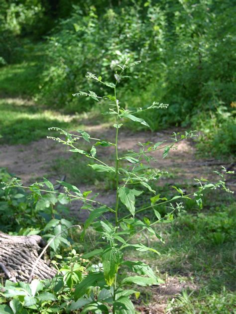 10 Natural Food Sources Every Deer Hunter Should Know | MeatEater Wired To Hunt