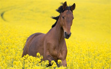 Horse Full HD Wallpaper and Background Image | 2560x1600 | ID:324809