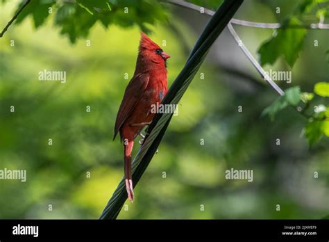 Cardinal on electrical wire Stock Photo - Alamy