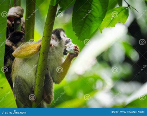 Squirrel Monkey Eating a Banana he is Sitting on a Tree Branch Stock ...