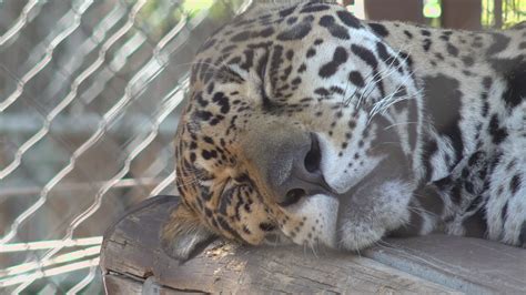 Rare jaguar sighting captured on Border Patrol camera | 12news.com