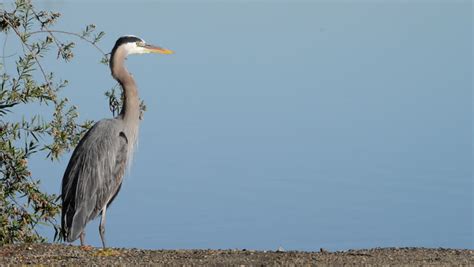 Heron pose Stock Video Footage - 4K and HD Video Clips | Shutterstock