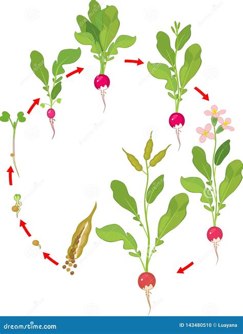 Radish Life Cycle. Stages Of Radish Growth From Seed And Sprout To ...