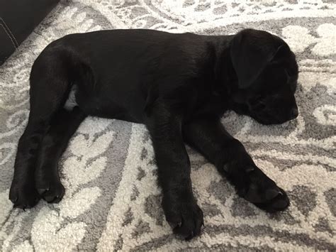 Sleepy Baby | Labrador dog, Lab puppies, Black lab puppies