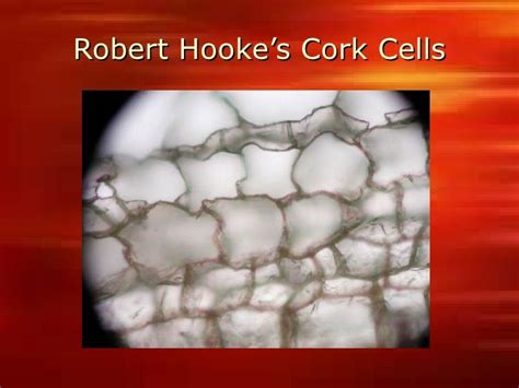 14. Robert Hooke's Cork Cells ... | Robert hooke, History, Cork