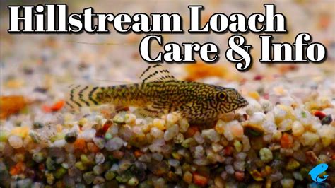 Hillstream Loach Care And Information - YouTube