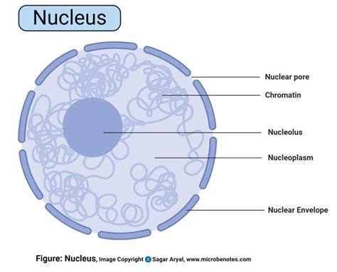 Plant Cell: Structure, Parts, Functions, Labeled Diagram