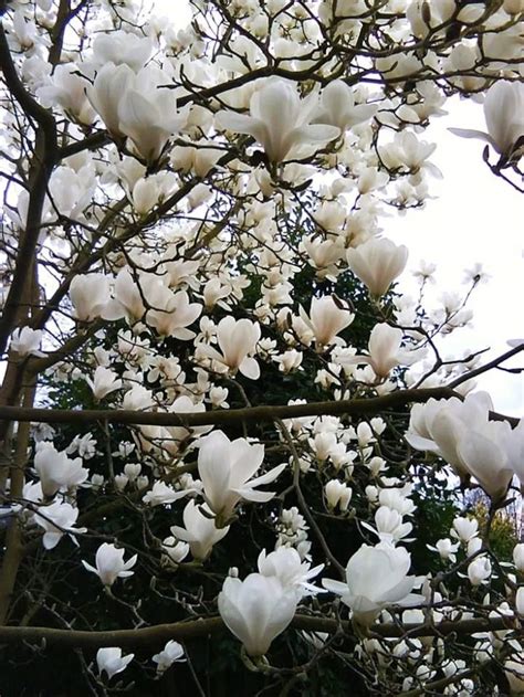 White Magnolia Tree 15 Seeds | Etsy