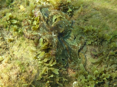 Octopus Camouflage | Photo