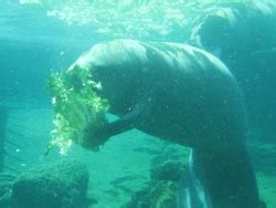 The Manatee: Eating Habits