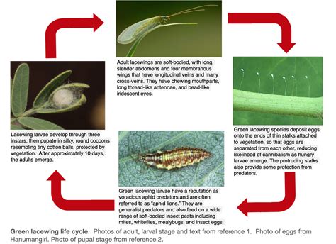 EnoViti: Lacewings are Beneficial Insects