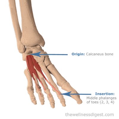 Extensor Digitorum Brevis Origin, Insertion, Action, Agonist - The Wellness Digest