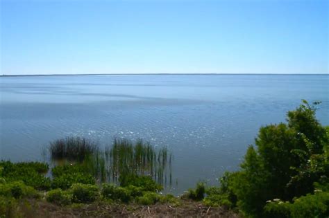 10,000 Birds Lake Apopka - Florida's Inland Rarity Hotspot - 10,000 Birds