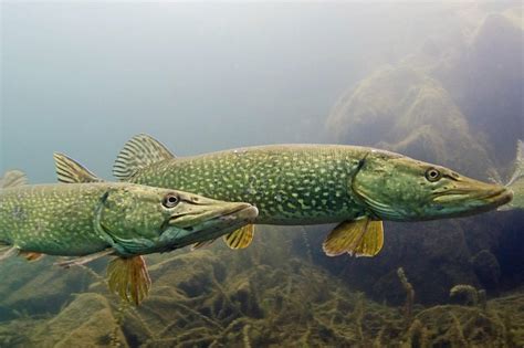 Man photographs 'all' UK freshwater fish species - BBC News