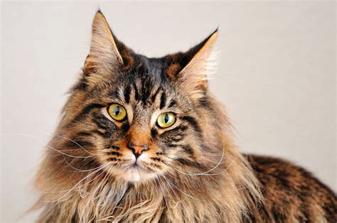 Best Pictures of Cats and More: Brown Tabby Maine Coon Cat Picture